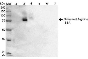 Western Blot analysis of N-terminal Arginine-BSA showing detection of 67 kDa N-terminal Arginylation protein using Mouse Anti-N-terminal Arginylation Monoclonal Antibody, Clone 2A4 . (Arginylation (N-Term) anticorps (Biotin))