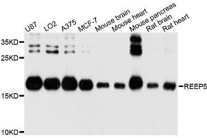 Western blot analysis of extracts of various cell lines, using REEP5 antibody. (REEP5 anticorps)