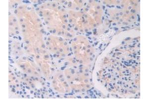 IHC-P analysis of Human Kidney Tissue, with DAB staining. (TLR5 anticorps  (AA 46-205))
