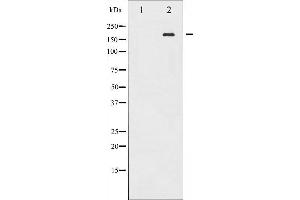 Western blot analysis of EGFR phosphorylation expression in EGF treated A431 whole cell lysates,The lane on the left is treated with the antigen-specific peptide. (EGFR anticorps  (pTyr869))