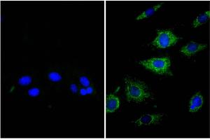 NIH/Swiss mouse fibroblast cell line 3T3 was stained with Rat Anti-β-Actin-UNLB (right) followed by Donkey Anti-Rat IgG(H+L), Mouse SP ads-BIOT, and DAPI.