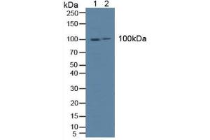 Figure. (ICAM1 anticorps  (AA 102-306))