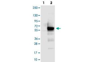 Western blot analysis of Lane 1: Negative control (vector only transfected HEK293T lysate), Lane 2: Over-expression Lysate (Co-expressed with a C-terminal myc-DDK tag (~3. (CCDC97 anticorps)