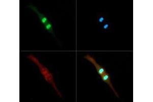 Immunofluorescence Microscopy of Rabbit Anti-Histone H3 [p Thr3, Dimethyl Lys4] Antibody.