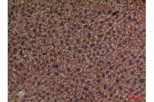 Immunohistochemistry (IHC) analysis of paraffin-embedded Mouse Liver, antibody was diluted at 1:100. (PCK1 anticorps  (Internal Region))