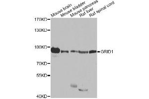 Western blot analysis of extracts of various cell lines, using GRID1 antibody (ABIN5974885) at 1/1000 dilution. (GRID1 anticorps)