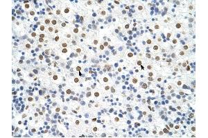 HNRPA3 antibody was used for immunohistochemistry at a concentration of 4-8 ug/ml to stain Hepatocytes (arrows) in Human Liver. (HNRNPA3 anticorps  (N-Term))
