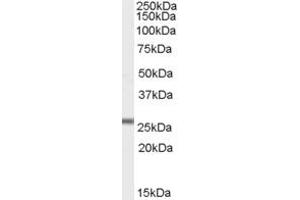 ABIN190837 (1µg/ml) staining of Mouse Heart lysate (35µg protein in RIPA buffer).