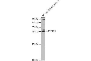 Western blot analysis of extracts of Mouse skeletal muscle, using PTP4 antibody (ABIN3015818, ABIN3015819, ABIN1682391 and ABIN6219168) at 1:1000 dilution. (PTP4A3 anticorps  (AA 1-148))