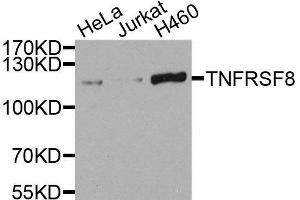 Western blot analysis of extracts of various cell lines, using TNFRSF8 antibody. (TNFRSF8 anticorps)