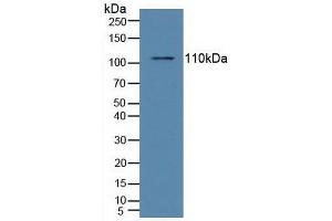 Western blot analysis of Human Raji Cells. (NFkB anticorps  (AA 805-892))