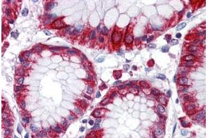 Anti-MBOAT4 antibody  ABIN1102980 IHC staining of human stomach. (MBOAT4 anticorps  (Internal Region))