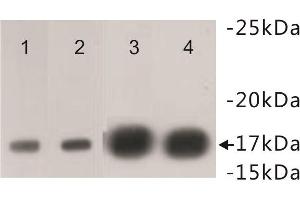 Western Blotting (WB) image for anti-Histone Cluster 1, H3f (HIST1H3F) (2meLys4) antibody (ABIN1854883) (HIST1H3F anticorps  (2meLys4))