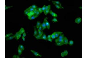 Immunofluorescence staining of HepG2 cells with ABIN7147063 at 1:100, counter-stained with DAPI. (PTRF anticorps  (AA 12-44))