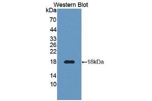 Western blot analysis of the recombinant protein. (DR3/LARD anticorps  (AA 38-167))