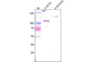 Western analysis of recombinant human soluble VEGFR3/FLT-4 using a Mouse anti-Human FLT-4 antibody . (FLT4 anticorps  (Extracellular Domain))