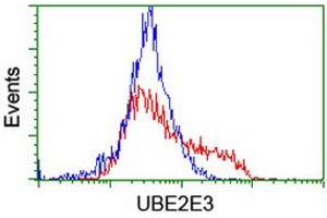 HEK293T cells transfected with either RC210328 overexpress plasmid (Red) or empty vector control plasmid (Blue) were immunostained by anti-UBE2E3 antibody (ABIN2455770), and then analyzed by flow cytometry. (UBE2E3 anticorps)