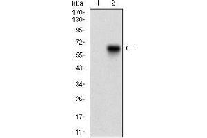 Western blot analysis using CAMK2G mAb against HEK293 (1) and CAMK2G (AA: 322-481)-hIgGFc transfected HEK293 (2) cell lysate. (CAMKII gamma anticorps  (AA 322-481))