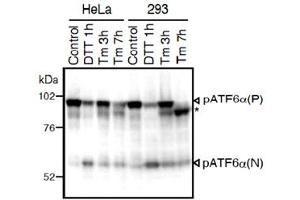 Western blot analysis of human cell extracts using ATF6 monoclonal antibody, clone 1-7 . (ATF6 anticorps  (N-Term))