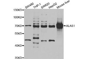Western blot analysis of extracts of various cell lines, using ALAS1 antibody. (ALAS1 anticorps)