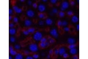 Immunofluorescence analysis of Mouse liver tissue using COL3A1 Monoclonal Antibody at dilution of 1:200.