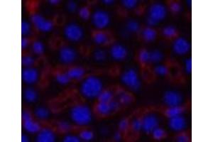 Immunofluorescence analysis of Mouse liver tissue using COL3A1 Monoclonal Antibody at dilution of 1:200. (COL3A1 anticorps)