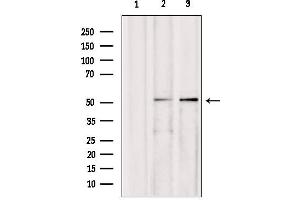 Western blot analysis of extracts from various samples, using AEBP2 antibody.