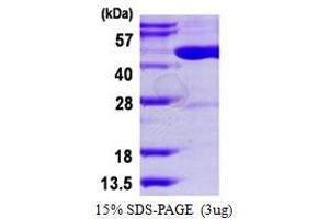 Image no. 1 for tRNA Aspartic Acid Methyltransferase 1 (TRDMT1) (AA 1-391) protein (His tag) (ABIN7279780)