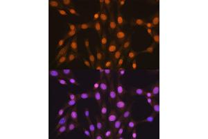 Immunofluorescence analysis of NIH-3T3 cells using HuR/EL antibody (ABIN7266913).