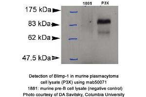 Image no. 1 for anti-PR Domain Containing 1, with ZNF Domain (PRDM1) (AA 199-409) antibody (ABIN363225)