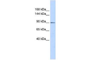 Western Blotting (WB) image for anti-PHD Finger Protein 16 (PHF16) antibody (ABIN2458082)