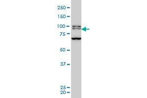 BRD3 monoclonal antibody (M03), clone 6C10 Western Blot analysis of BRD3 expression in Hela S3 NE .