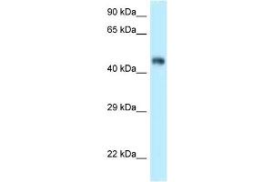 WB Suggested Anti-Fbxl3 Antibody Titration: 1. (FBXL3 anticorps  (C-Term))