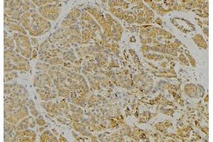 ABIN6279328 at 1/100 staining Human pancreas tissue by IHC-P. (CNTNAP3 anticorps  (Internal Region))