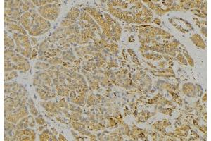 ABIN6279328 at 1/100 staining Human pancreas tissue by IHC-P. (CNTNAP3 anticorps  (Internal Region))