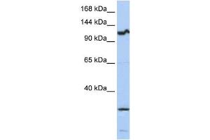 Western Blotting (WB) image for anti-Oncostatin M Receptor (OSMR) antibody (ABIN2459017) (Oncostatin M Receptor anticorps)