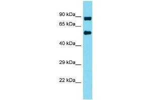 Western Blotting (WB) image for anti-Integrator Complex Subunit 10 (INTS10) (N-Term) antibody (ABIN2490423) (INTS10 anticorps  (N-Term))