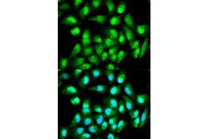 Immunofluorescence analysis of HeLa cells using RAN antibody (ABIN5970364). (RAN anticorps)
