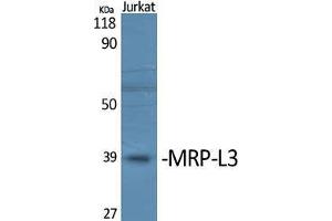 Western Blot (WB) analysis of specific cells using MRP-L3 Polyclonal Antibody. (MRPL38 anticorps  (Internal Region))