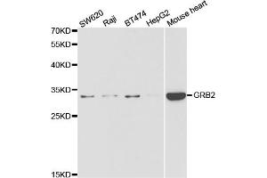 Western blot analysis of extracts of various cell lines, using GRB2 antibody (ABIN5973326) at 1/1000 dilution. (GRB2 anticorps)