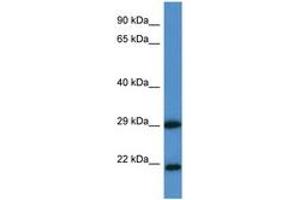 Image no. 1 for anti-Chloride Intracellular Channel 3 (CLIC3) (AA 41-90) antibody (ABIN6747560) (CLIC3 anticorps  (AA 41-90))