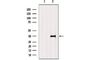 Western blot analysis of extracts from 3t3, using SULT2A1 Antibody. (SULT2A1 anticorps  (C-Term))