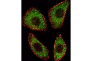 Fluorescent image of A549 cell stained with TCF25 Antibody (N-term) (ABIN1539142 and ABIN2848917). (TCF25 anticorps  (N-Term))