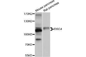 Western blot analysis of extracts of mouse pancreas and rat pancreas cell lines, using DSG4 antibody. (Desmoglein 4 anticorps)