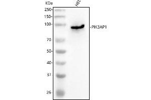 Western blot analysis of PIK3AP1 using anti-PIK3AP1 antibody (ABIN7602451).