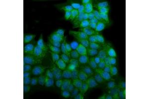 IF analysis of EHD3 using anti-EHD3 antibody (ABIN7602777). (EHD3 anticorps  (C-Term))