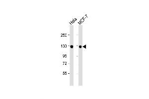 Western Blot at 1:1000 dilution Lane 1: Hela whole cell lysate Lane 2: MCF-7 whole cell lysate Lysates/proteins at 20 ug per lane. (GTSE1 anticorps  (C-Term))