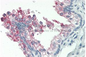 Rabbit Anti-BAP / SIL1 antibody   Formalin Fixed Paraffin Embedded Tissue: Human Adult Prostate  Observed Staining: Cytoplasm in hepatocytes Primary Antibody Concentration: 1:600 Secondary Antibody: Donkey anti-Rabbit-Cy3 Secondary Antibody Concentration: 1:200 Magnification: 20X Exposure Time: 0. (SIL1 anticorps  (C-Term))