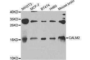 Western blot analysis of extracts of various cell lines, using CALM2 antibody. (Calmodulin 2 anticorps)