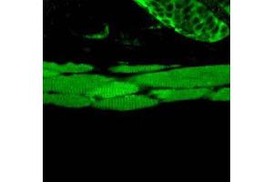 Hsp70 Immunofluorescence.
